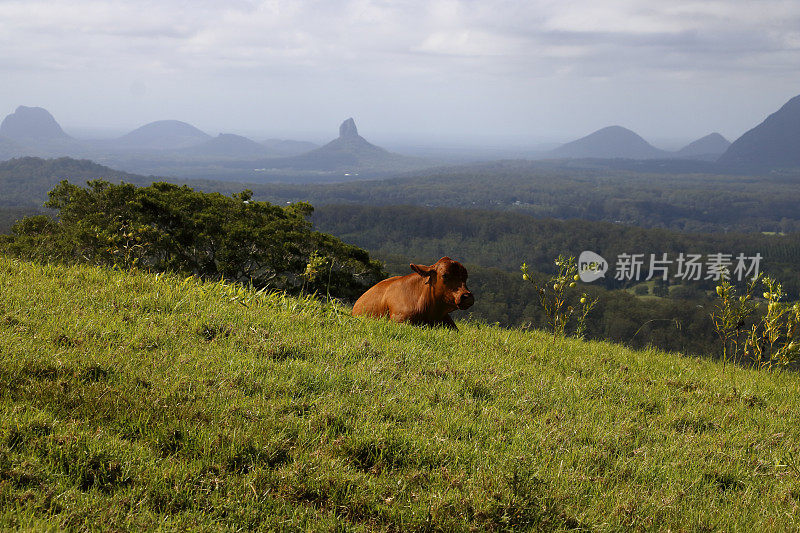 公牛在山坡上俯瞰玻璃屋山