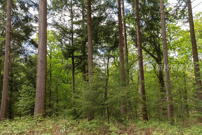 英格兰新森林夏季林地中的树木