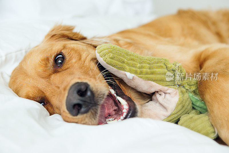 金毛寻回犬在床上玩玩具