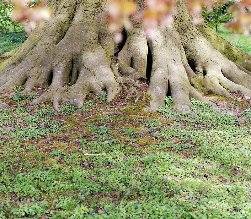山毛榉树的根
