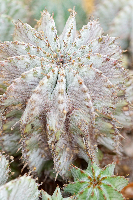 大戟属植物polygona