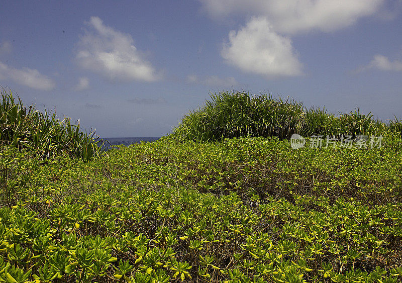 绿色的夏天的风景