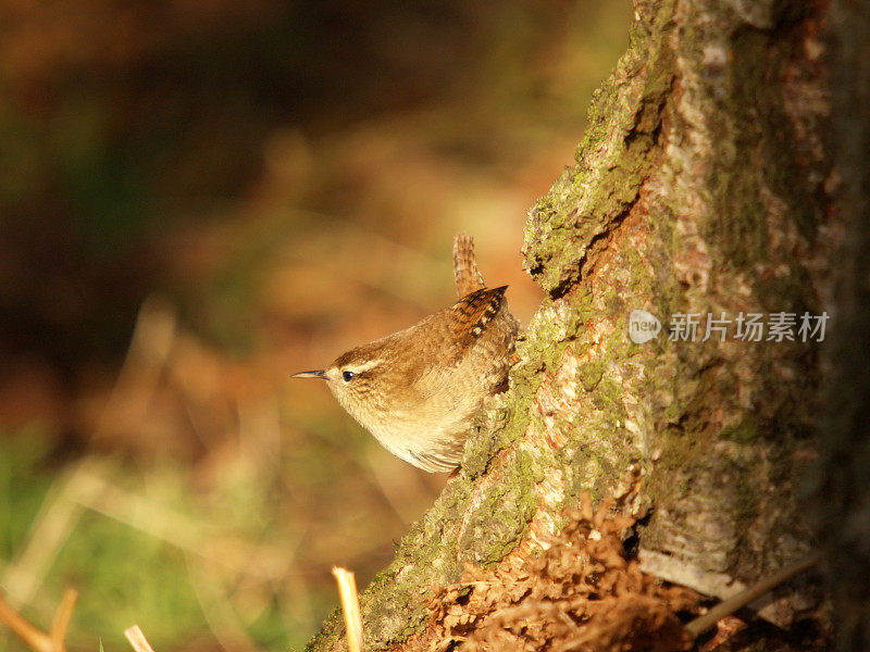 雷恩(Troglodytes-troglodytes)