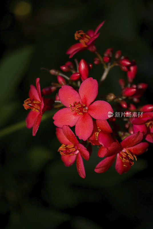 红麻疯树在夜间开花(佛腹植物)