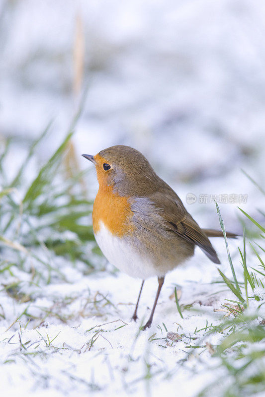 罗宾(红心rubecula)