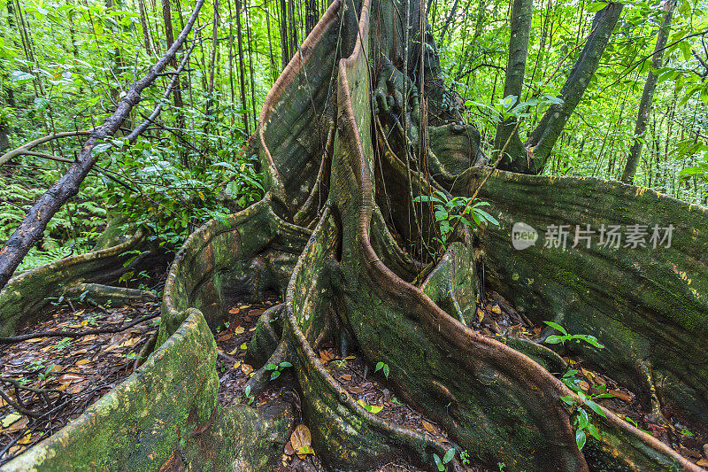 在圣文森特的一棵桑提纳树的根茎