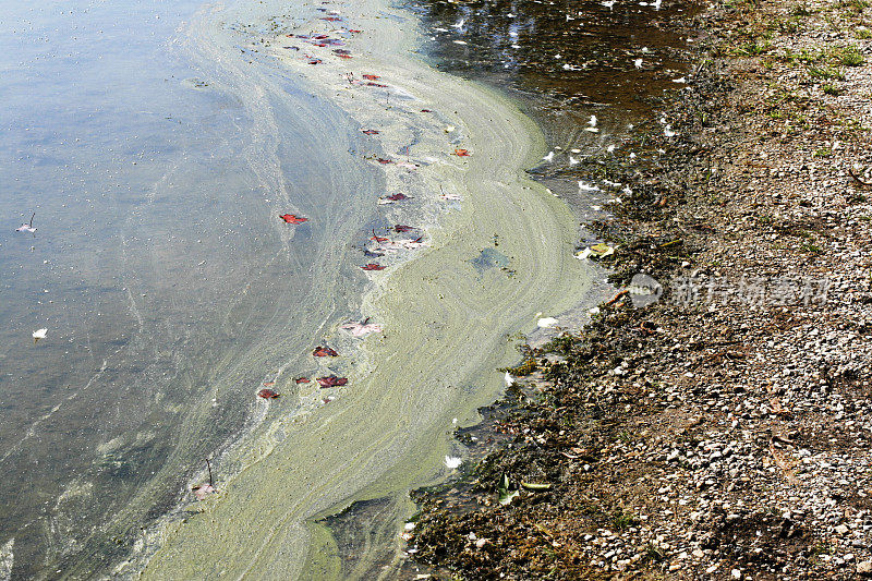 沿海岸线的藻类污染。