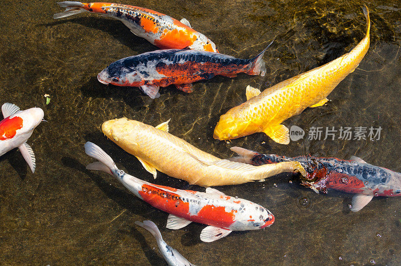 不同种类的日本锦鲤在池塘里同游