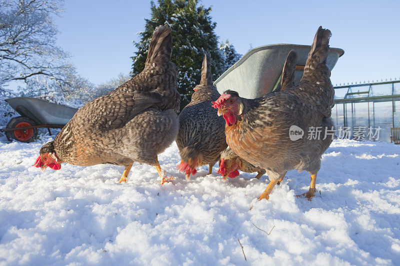 在雪地里喂食的母鸡