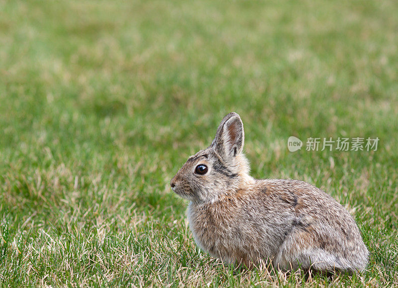 草丛中的兔子
