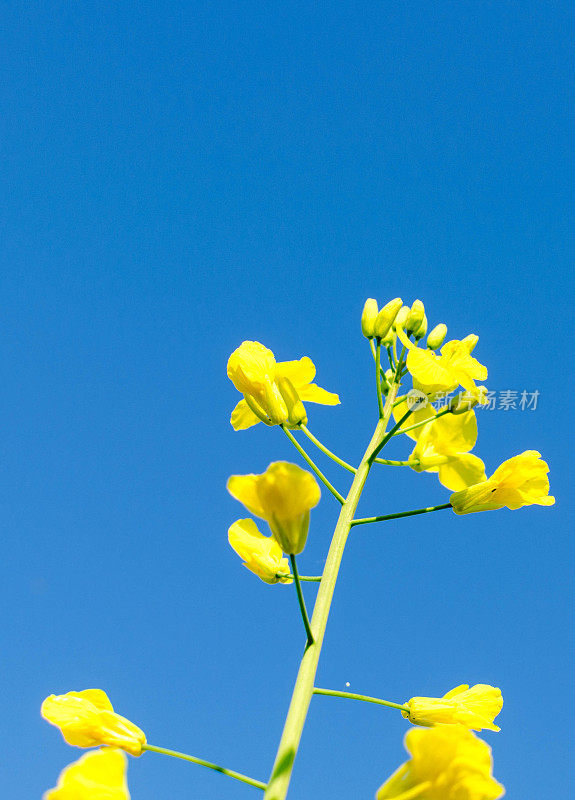 春天的油菜籽田