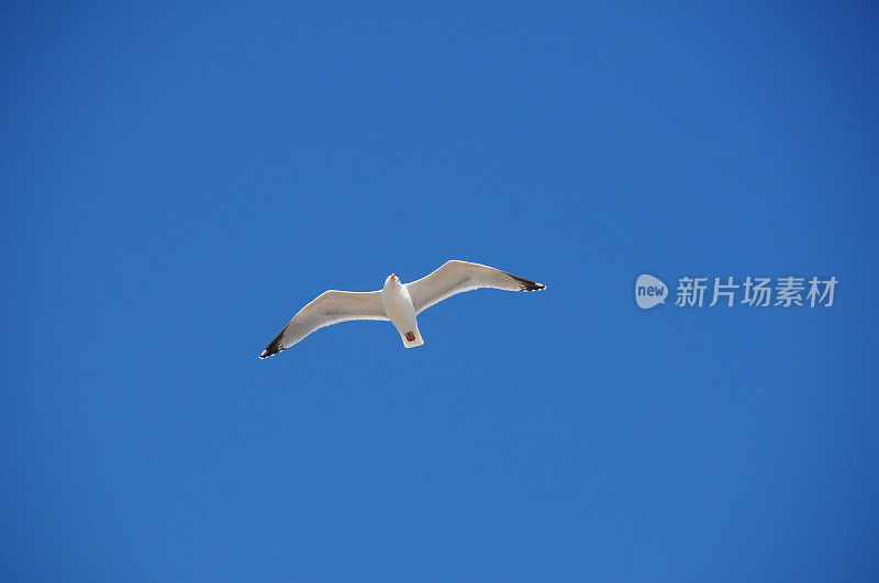 海鸥,英国