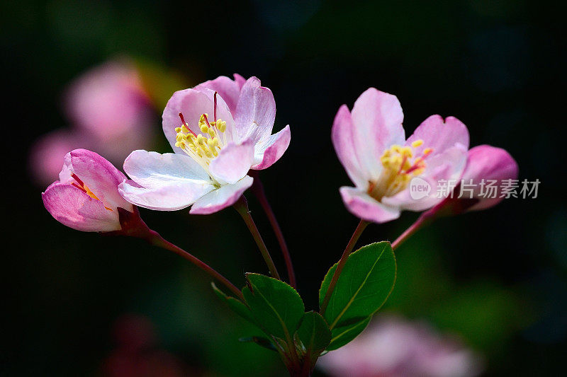 桃花雄蕊03