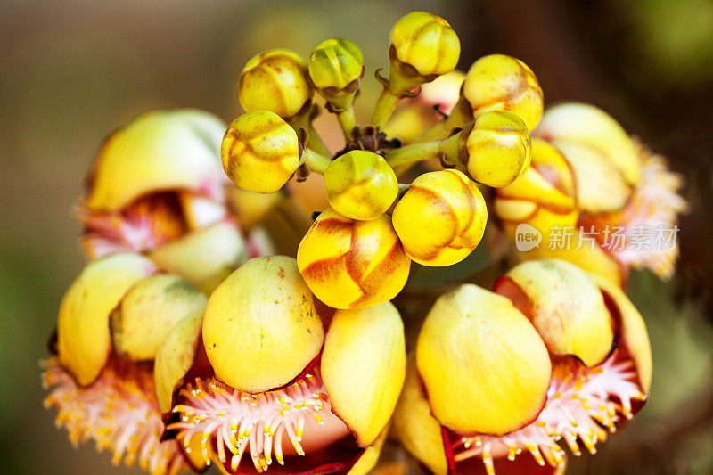 炮弹花的特写