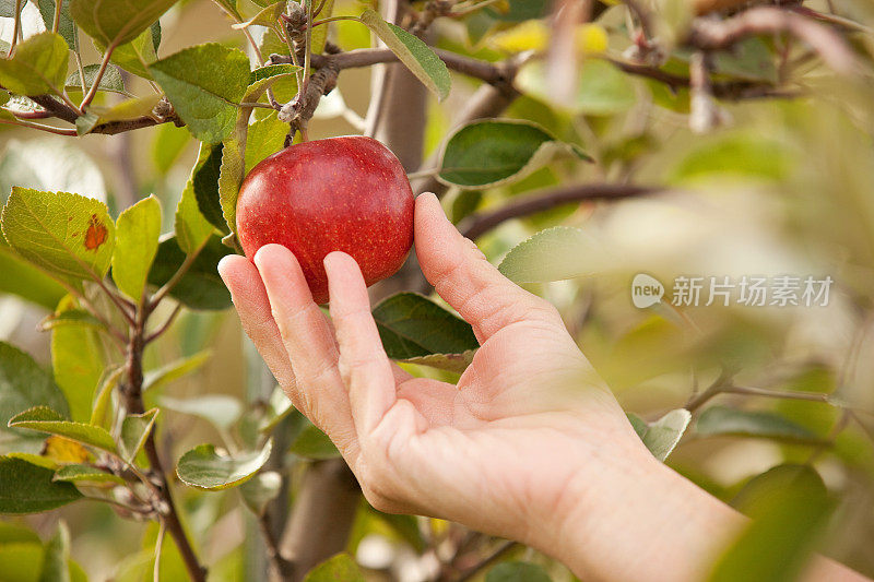 女人的手伸向树上的苹果