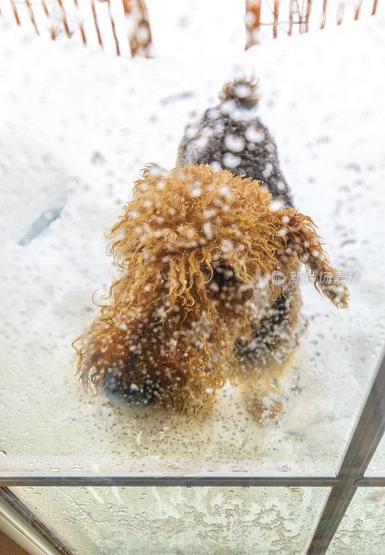 一只小猎犬在玻璃门前等待着