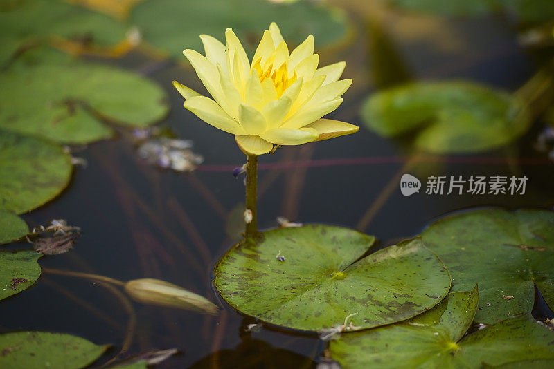 黄色的水花在池塘里