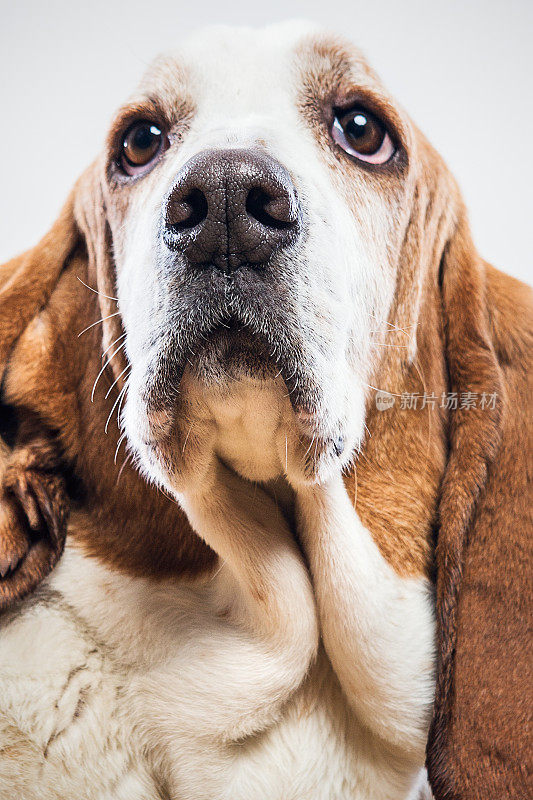 可爱的巴塞特猎犬