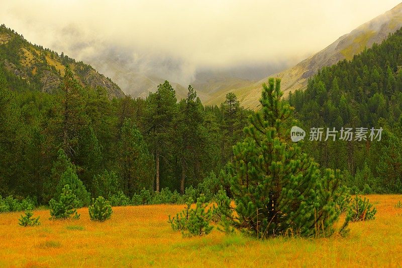 松树景观:常青树，薄雾笼罩潮湿的绿色林地草地