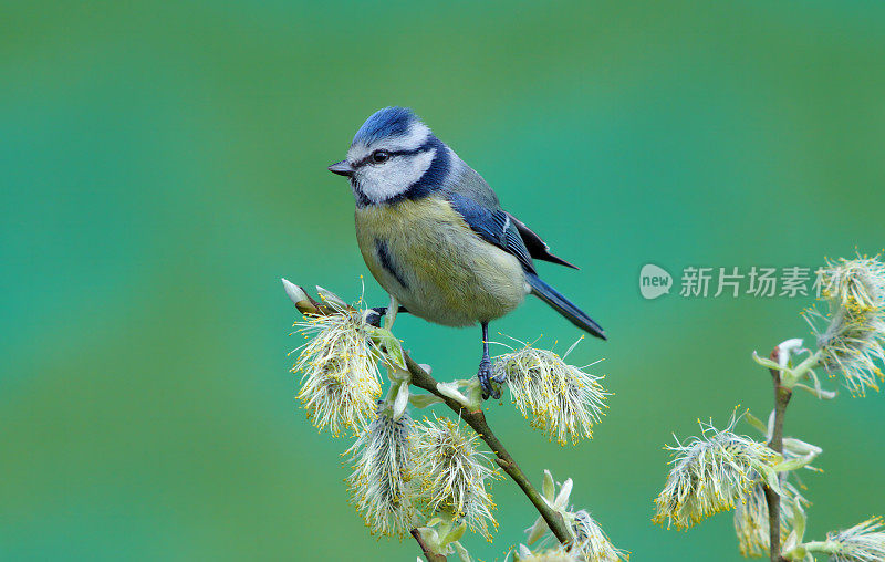 Bluetit在柔荑花序