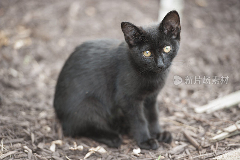 野生流浪的小猫