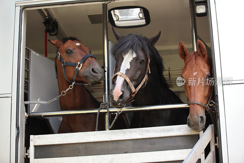 三匹马在马箱里等着