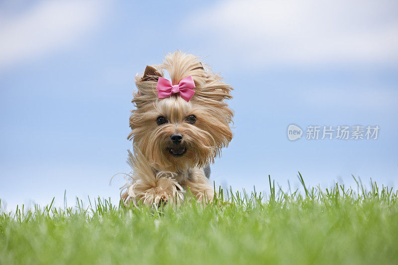 在山上奔跑的约克郡犬