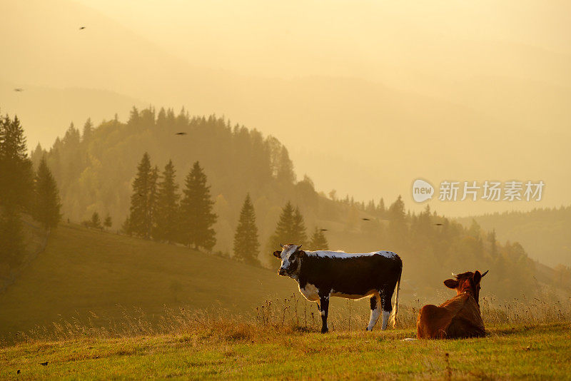 二头牛在乡村的山景中