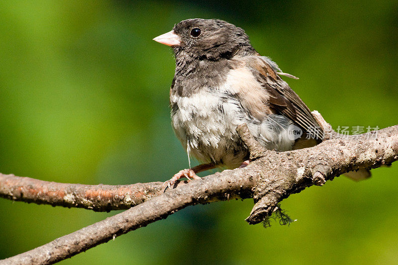 黑眼Junco(粉红边)