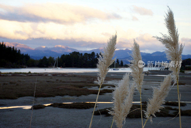 “Toitoi”或“脚趾”草，马普亚河口，新西兰