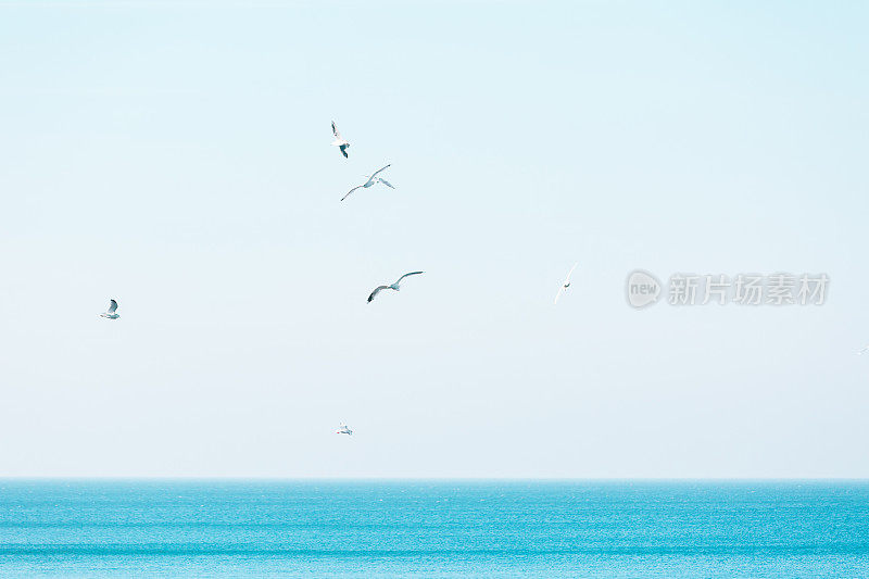 波罗的海上空的海鸥