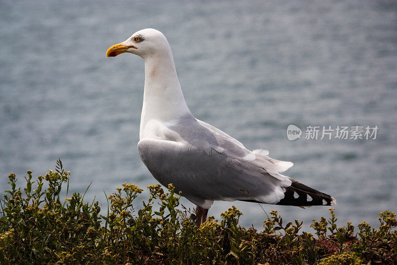 坐着的海鸥