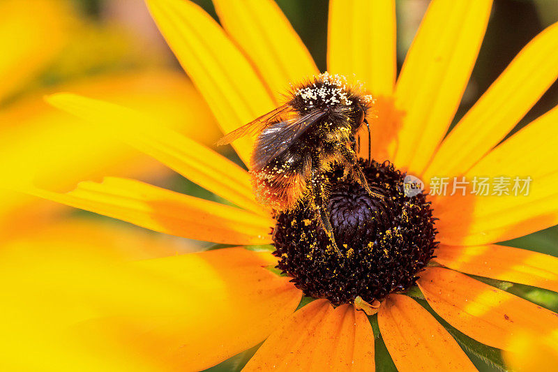 满身花粉的大黄蜂