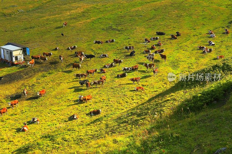 日落时分，农场里的一群阿尔卑斯瑞士奶牛