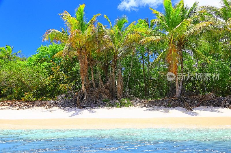 热带天堂般的梦幻风景:蓝绿色的加勒比海滩，白色的沙滩，棕榈树