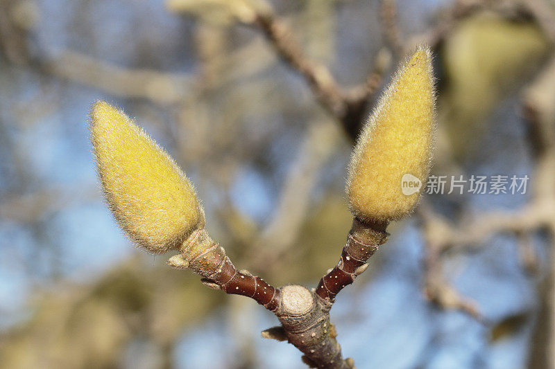 木兰春芽