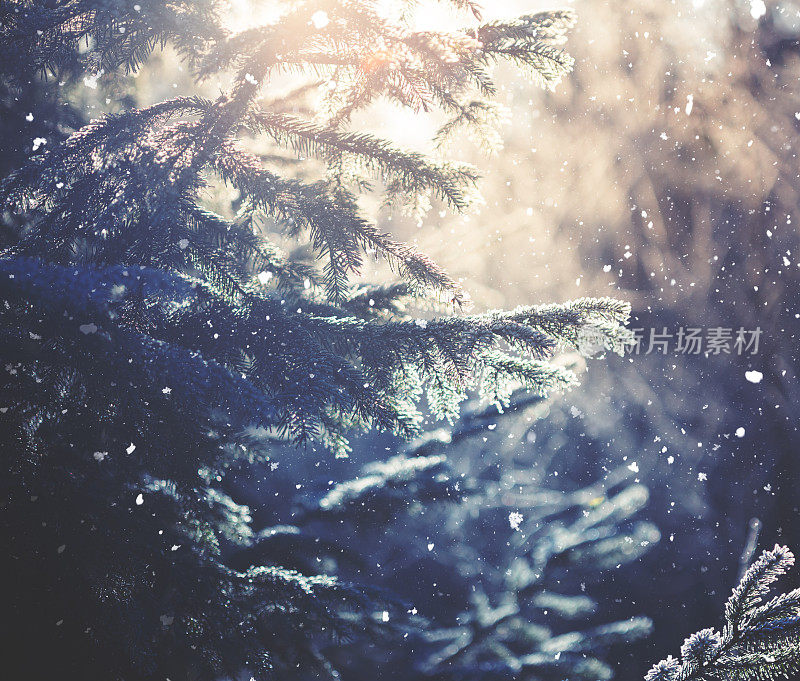 冬天的场景——树林里下雪