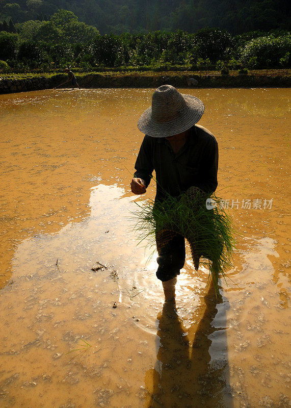 水稻种植