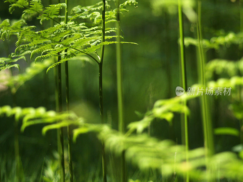 蕨类植物