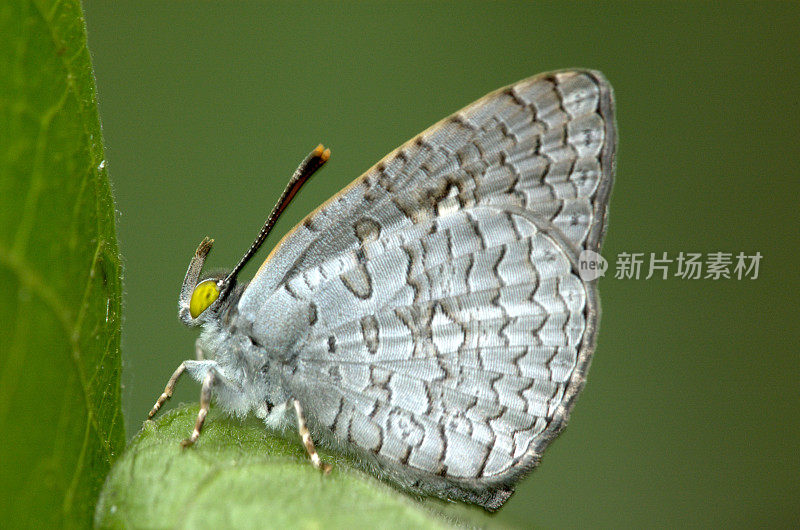 新加坡的阿佩夫利（斯帕吉斯·埃皮乌斯）