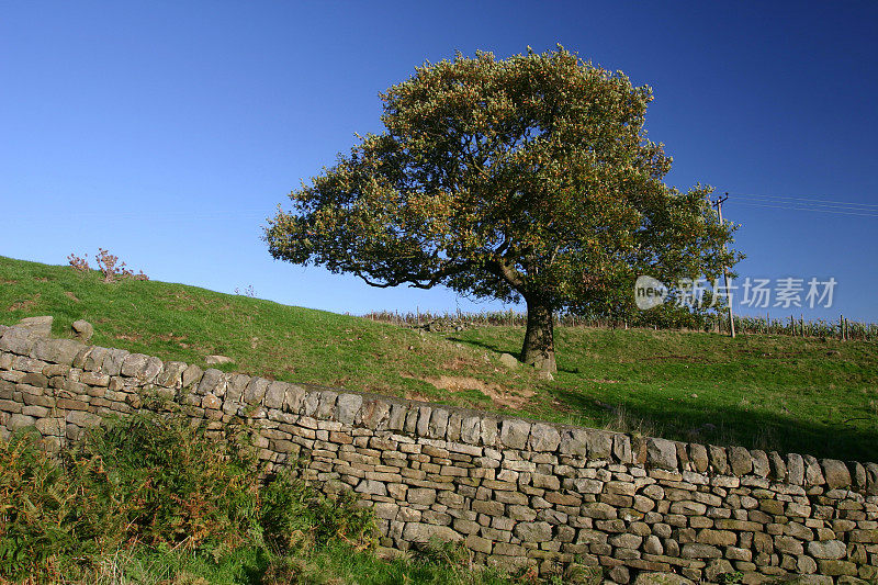 英国约克郡乡间的树和石墙