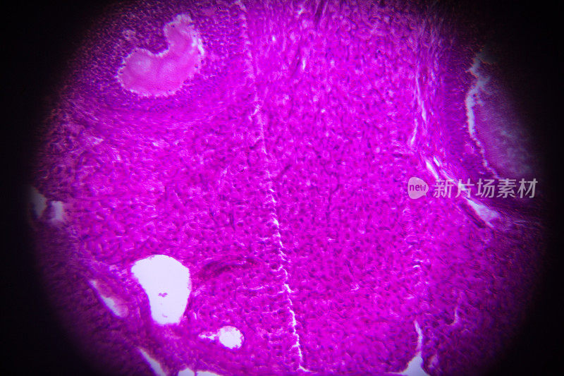 显微镜下的卵巢横切面
