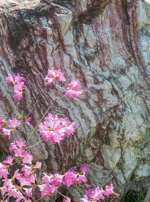 美丽的粉红色花朵映衬着美丽的岩石