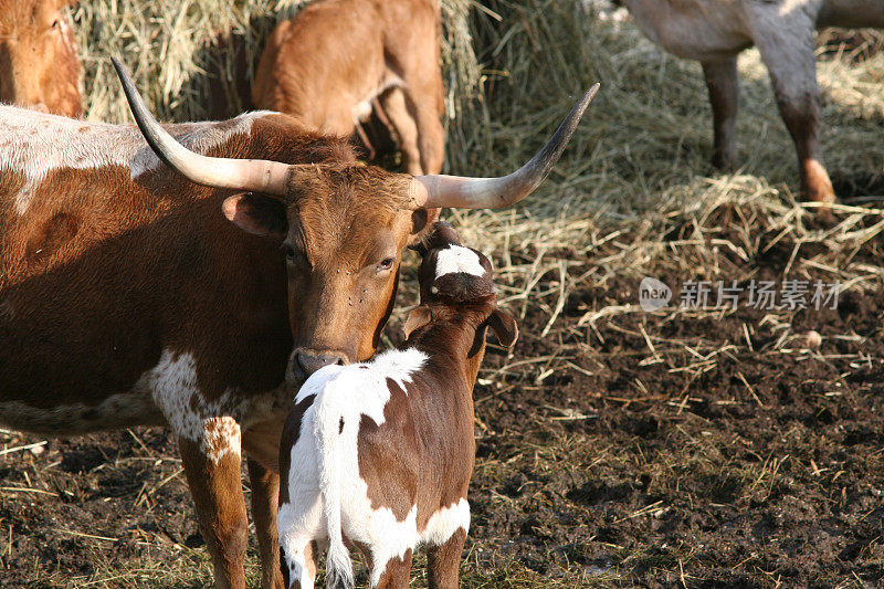 长角牛犊用鼻子顶着母牛