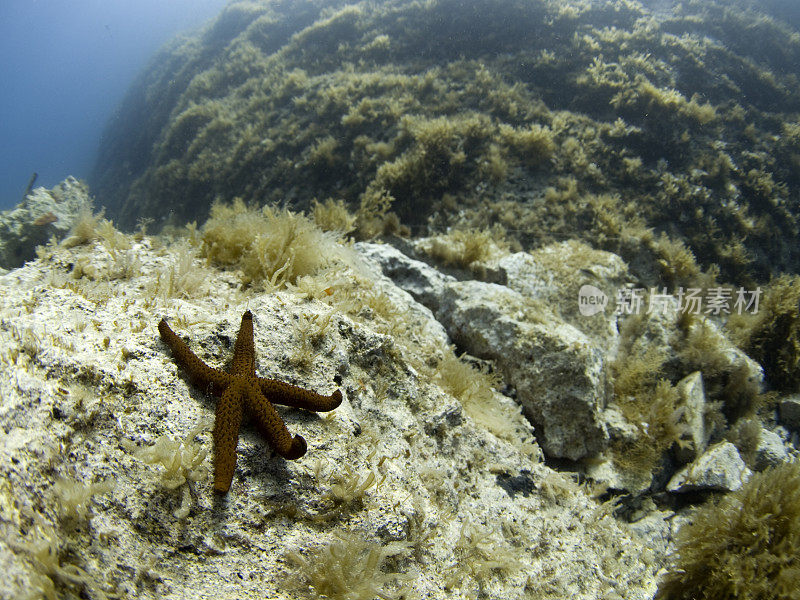 海星在礁