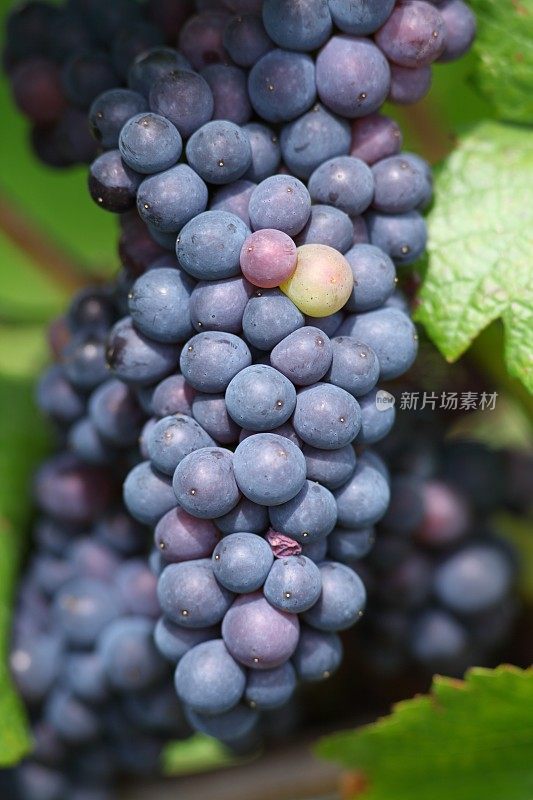 葡萄成熟的葡萄园