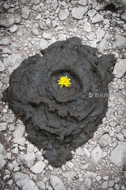 黄花从粪中升起