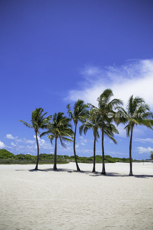 迈阿密海滩的椰子树和蓝天