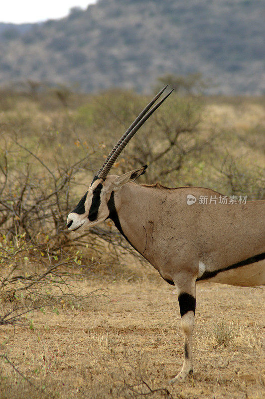 东非长角羚羚羊
