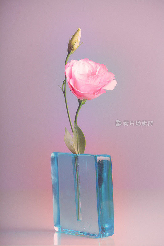 蓝色花瓶里的粉色洋桔梗